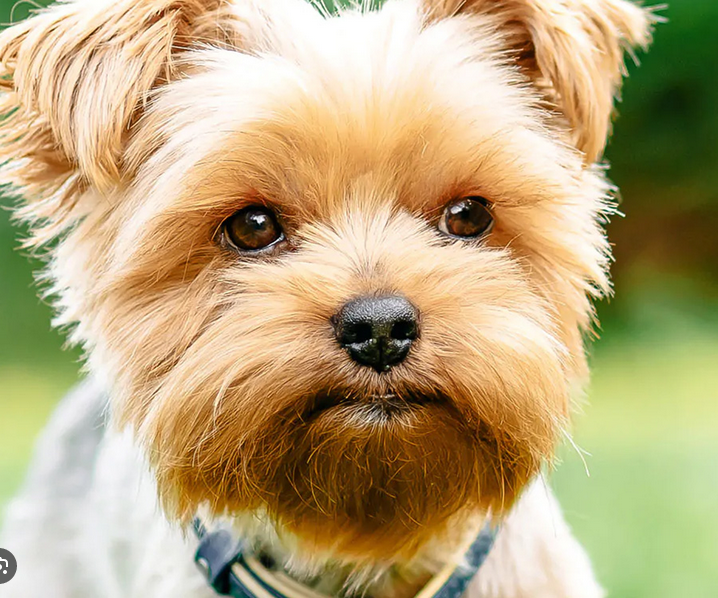 Dog Poop Pickup in Howell, Michigan