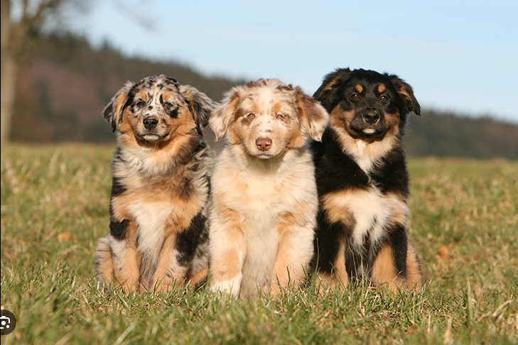 Dog Poop Pickup in Howell, Michigan