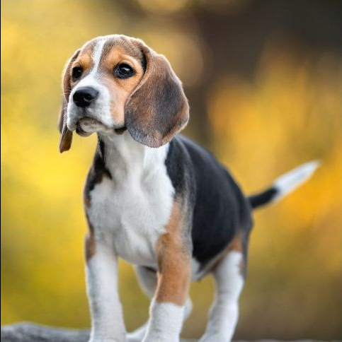 Dog Poop Pickup in Howell, Michigan