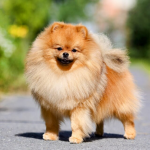 Dog Poop Pickup in Howell, Michigan