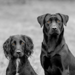 Dog Poop Pickup in Howell, Michigan