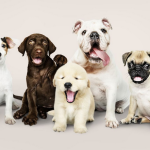 Dog Poop Pickup in Howell, Michigan